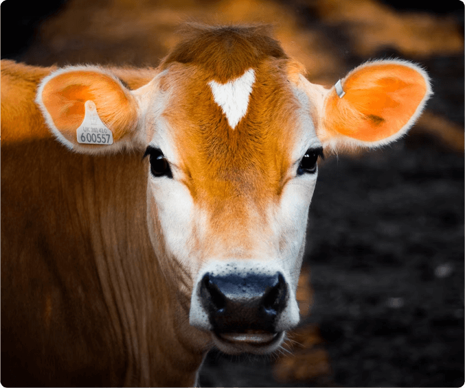 Cow image